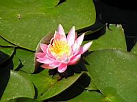 Caroliniana Rosea (fam Nympheas) (Obt. Latour-Marliac 1908) (00) (Photo F. Mrugala)